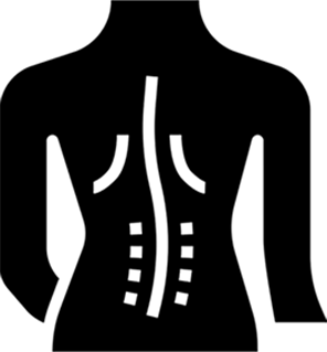 Spinal Cord